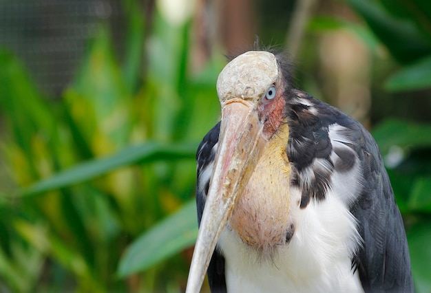 Close up Lesser Adjutant ,thailand