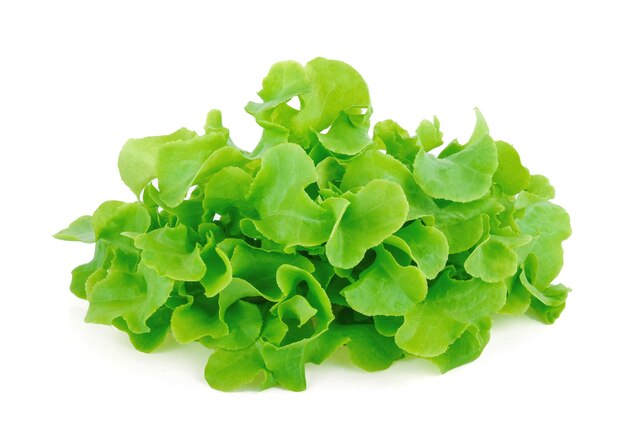 Close-up of lettuce against white background