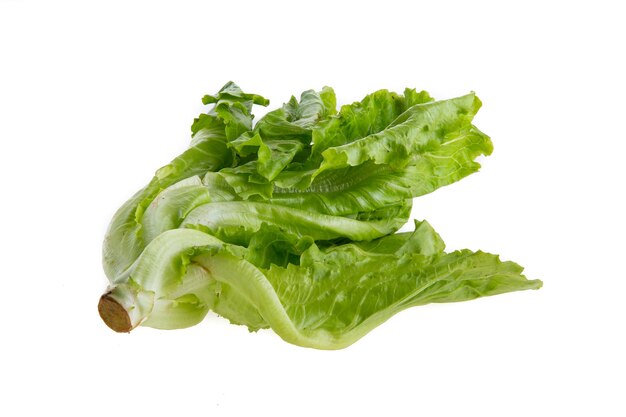 Close-up of lettuce against white background