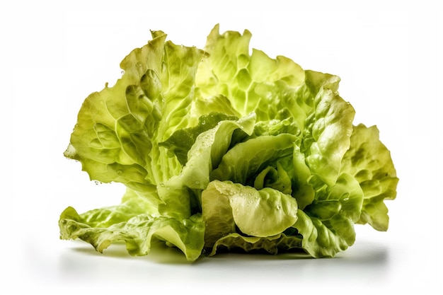 A close up of a lettuce head with the word lettuce on it