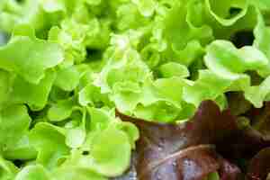 Photo close up of lettuce vegetable background and wallpaper