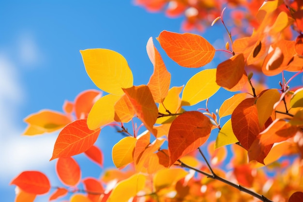 Close-up levendige herfstbladeren tegen blauwe lucht boomtak met gouden bladeren gele bladeren oktober