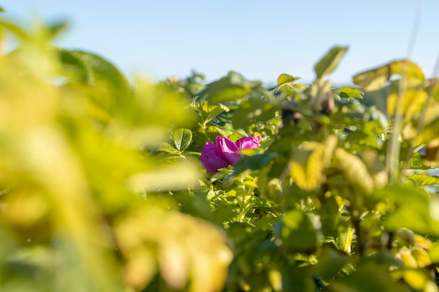 Close-up levendige roze roze bloem tussen groen gebladerte