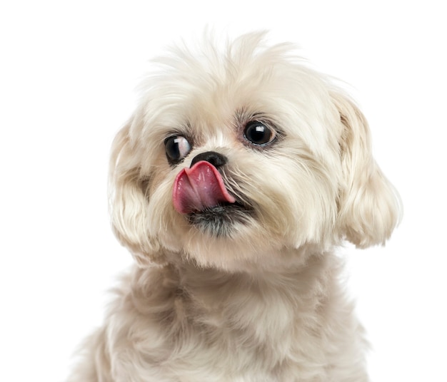 Close-up of a Lhasa Apso isolated on white