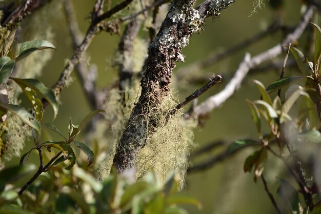 Close-up of lichen on branch