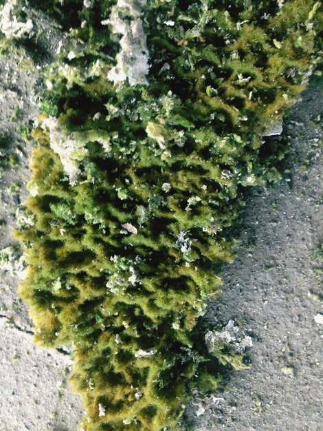 Close-up of lichen growing on rock