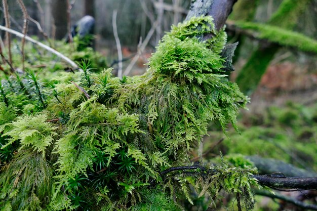 Close-up of lichen growing on tree