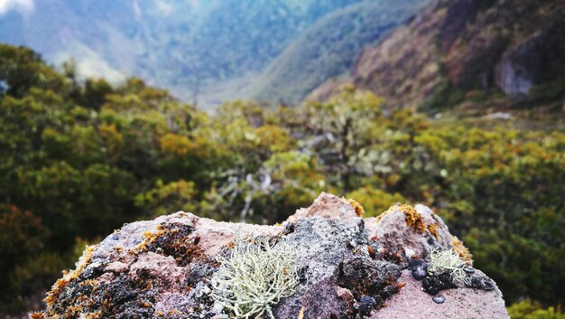 Close-up of lichen on rock