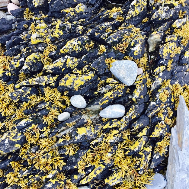 Photo close-up of lichen on rock