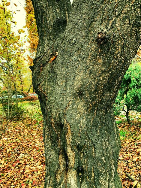 Photo close-up of lichen on tree trunk