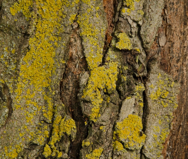 Close-up of lichen on tree trunk