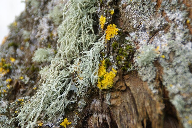 Photo close-up of lichen on tree trunk