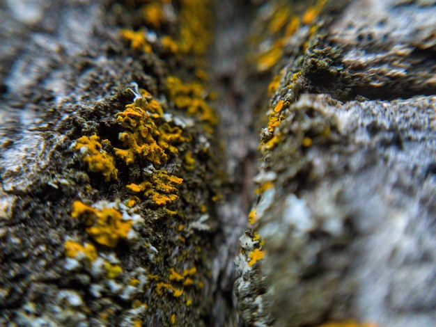 Close-up of lichen on tree trunk