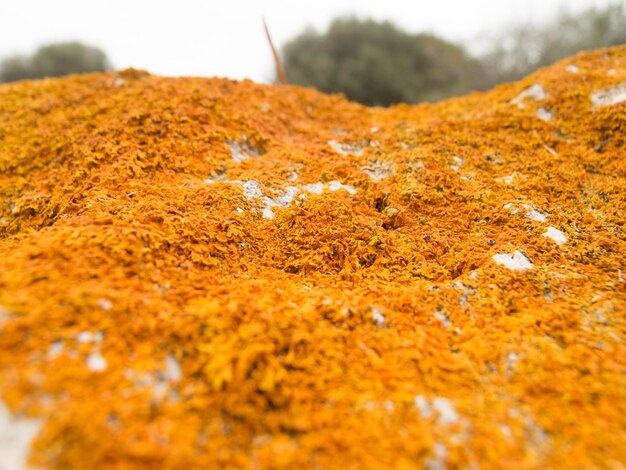 Close-up of lichen