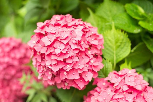 Close-up licht roze hortensia verse bloemen vervagen achtergrond