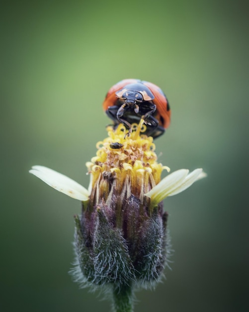 Close-up lieveheersbeestje op gras bloem