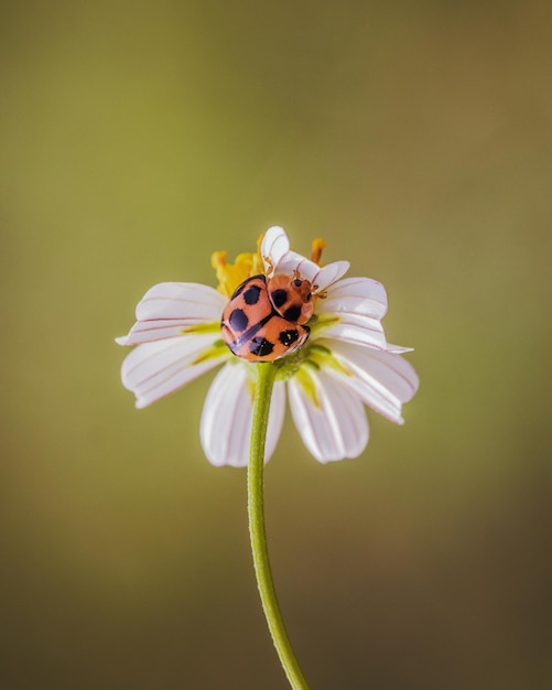 Close-up lieveheersbeestje verstopt op een bloem