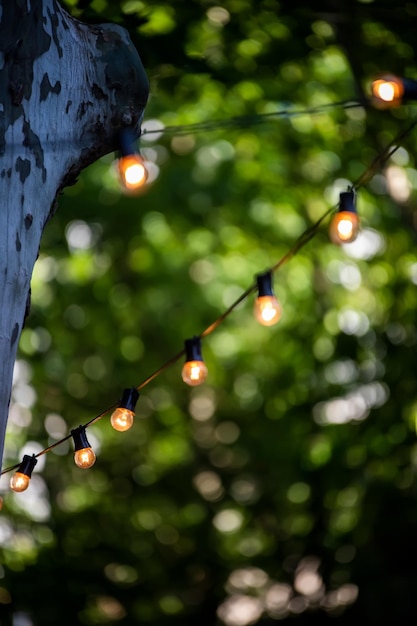 Close-up of light bulb hanging on tree