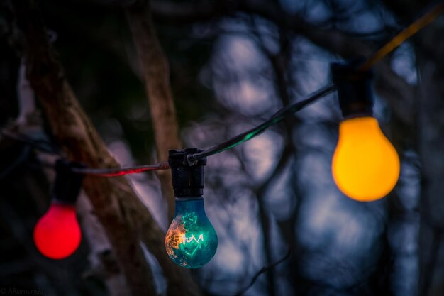 close-up of light bulbs hanging on tree