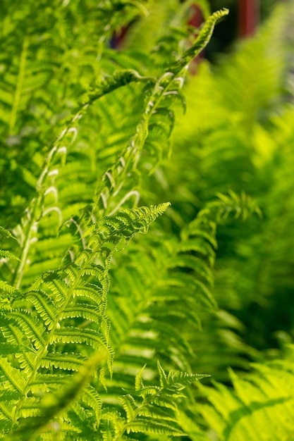 Close up of light green fern leaves growing in forest with soft focus and blurred background