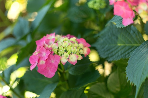 Close up light green and pink hortensia fresh flowers blur background