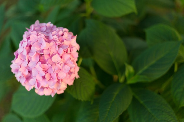 밝은 분홍색 hortensia 신선한 꽃을 닫습니다 배경 흐림