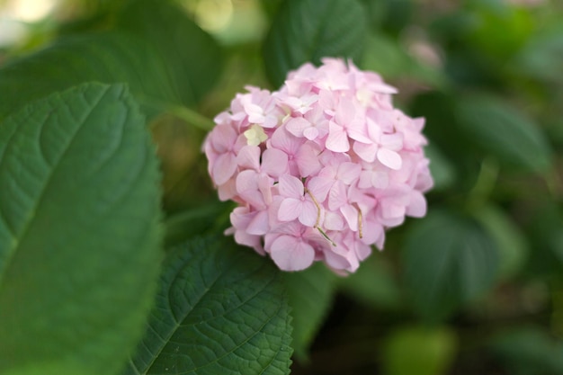 Close up light pink hortensia fresh flowers blur background