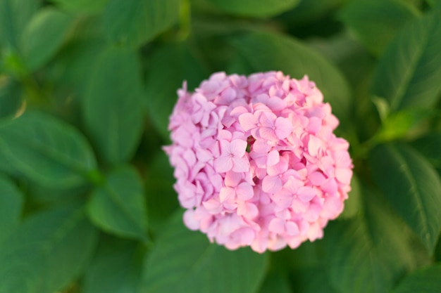 Close up light pink hortensia fresh flowers blur background