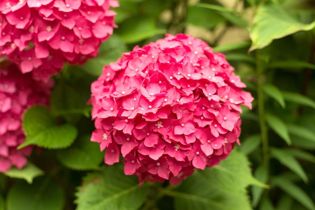 Close up light pink hortensia fresh flowers blur background