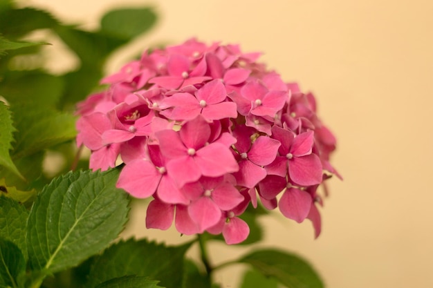 Close up light pink hortensia fresh flowers blur background