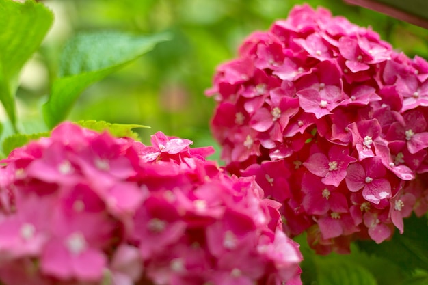 밝은 분홍색 hortensia 신선한 꽃을 닫습니다 배경 흐림