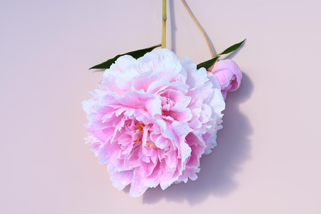 Close up of light pink peony flower with water drops on pink background Flat lay top view