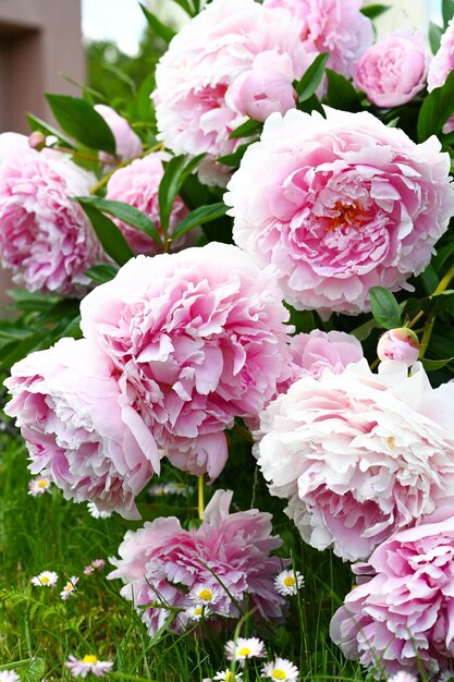 Close up of light pink peony flowers on the garden Sunny bokeh summer day