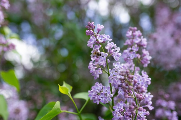 A close up of a lilac bush