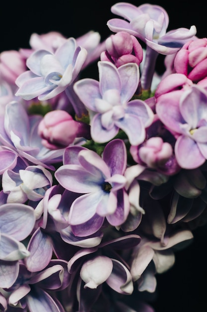 Close-up of lilac flowers on a black surface