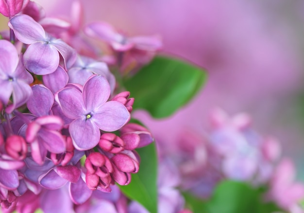 Close-up of lilac