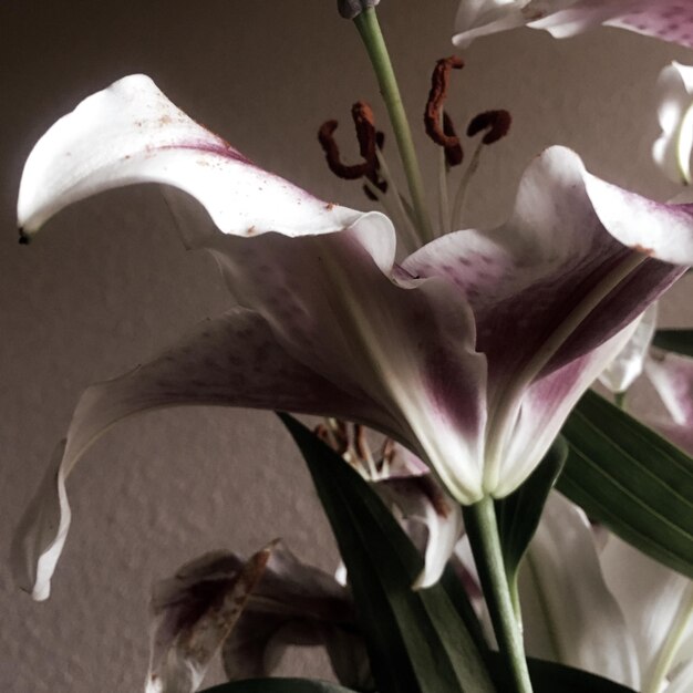 Photo close-up of lilies against wall