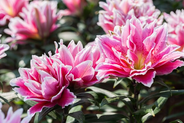 Close-up lilly bloeiende bloem in de tuin.