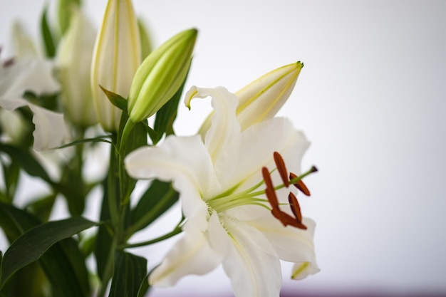 Photo close-up of lily flower and buds against white background