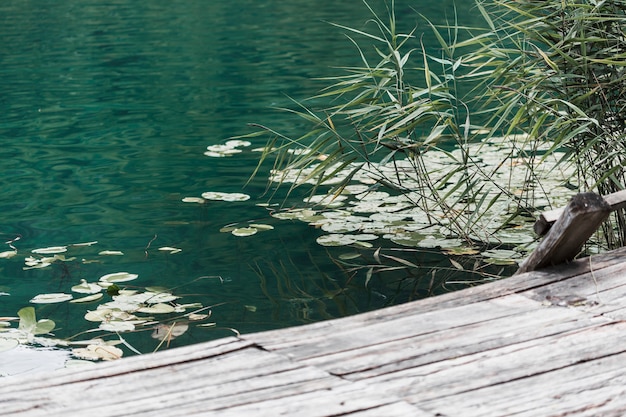 Close-up of lily pads floating on lake near the wooden pier