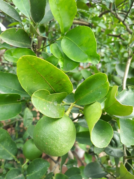 Close up of lime Citrus aurantifolia on its branch