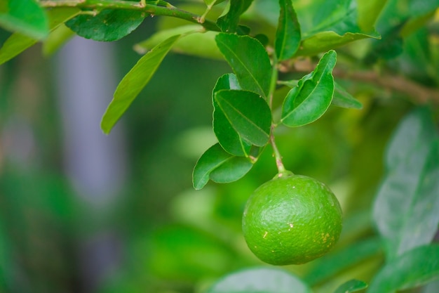 Photo close up lime tree with fruits in nature