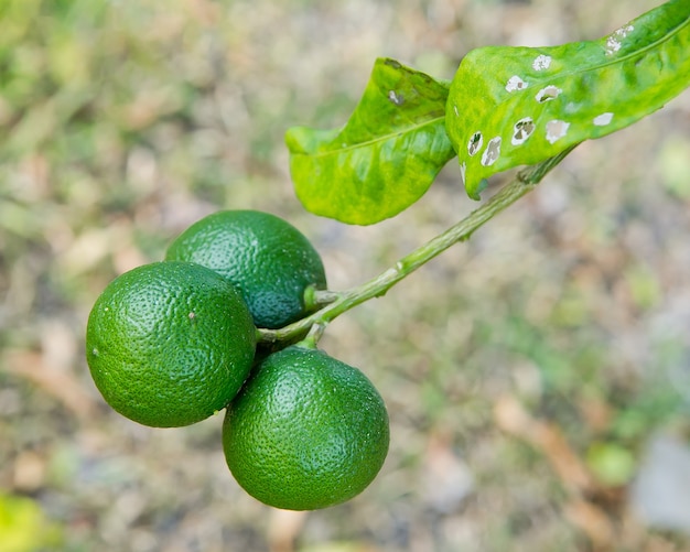 close up Lime tree with fruits in nature