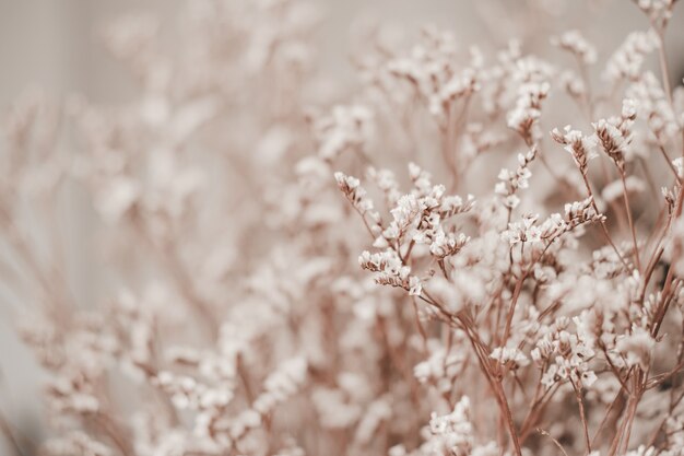 Close-up of Limonium dry flower. Nature background.