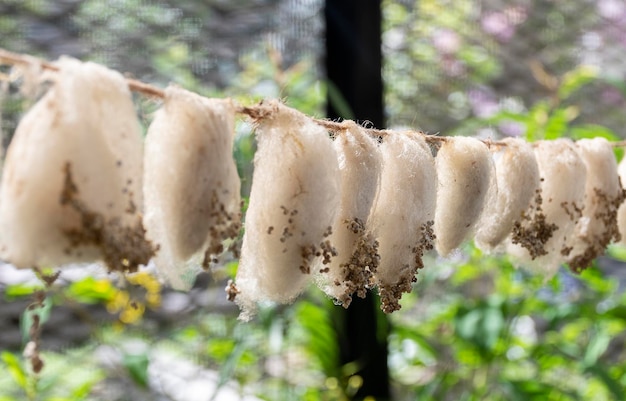 Photo close up line up butterfly pupa