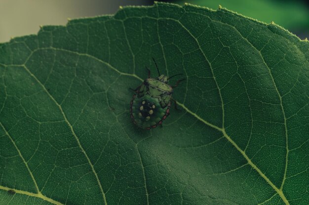 Close Up of linen skin stink bug on the green leaf The brown marmorated stink bug is an insect in t Nature background pattern texture for design