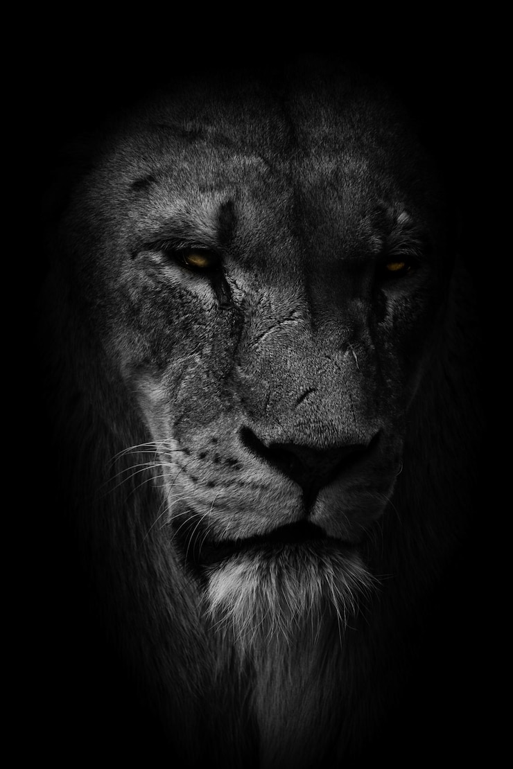 Photo close-up of lion against black background