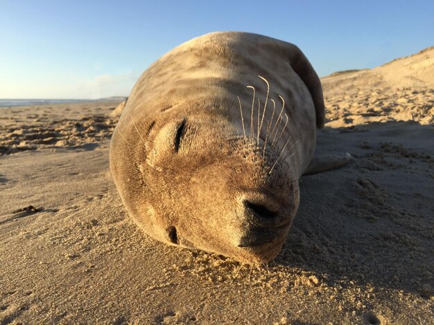 Foto close-up di un leone sulla spiaggia