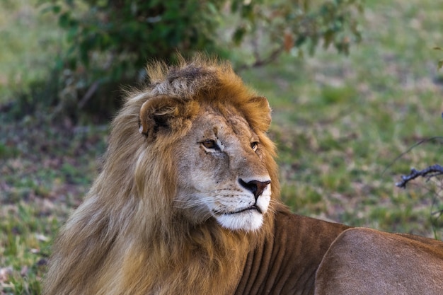 Primo piano su lion big king of beasts