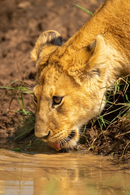 Foto close-up di un cucciolo di leone che si piega per bere